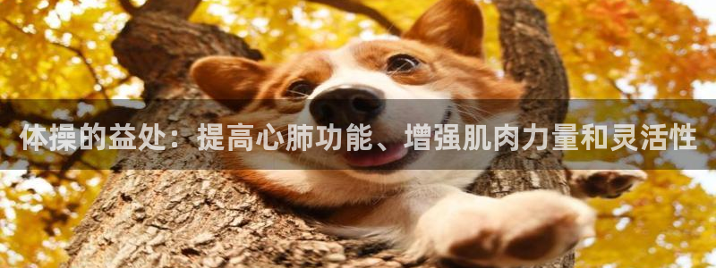 杏悦电子有限公司：体操的益处：提高心肺功能、增强肌肉力量和灵活性